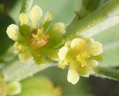 Clutia daphnoides, photographed by Nicola van Berkel