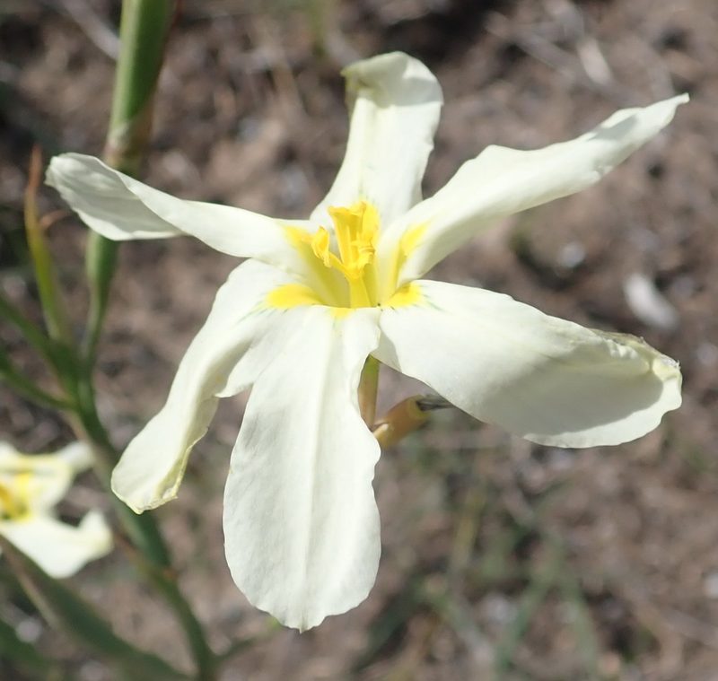 Moraea bulbillifera, photographed by Nicola van Berkel