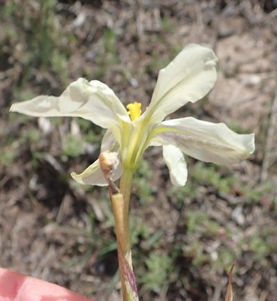 Moraea bulbillifera, photographed by Nicola van Berkel