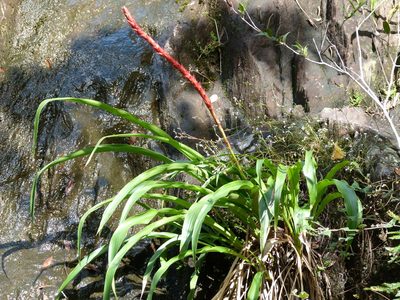 Pitcairnia imbricata, photographed by botanygirl