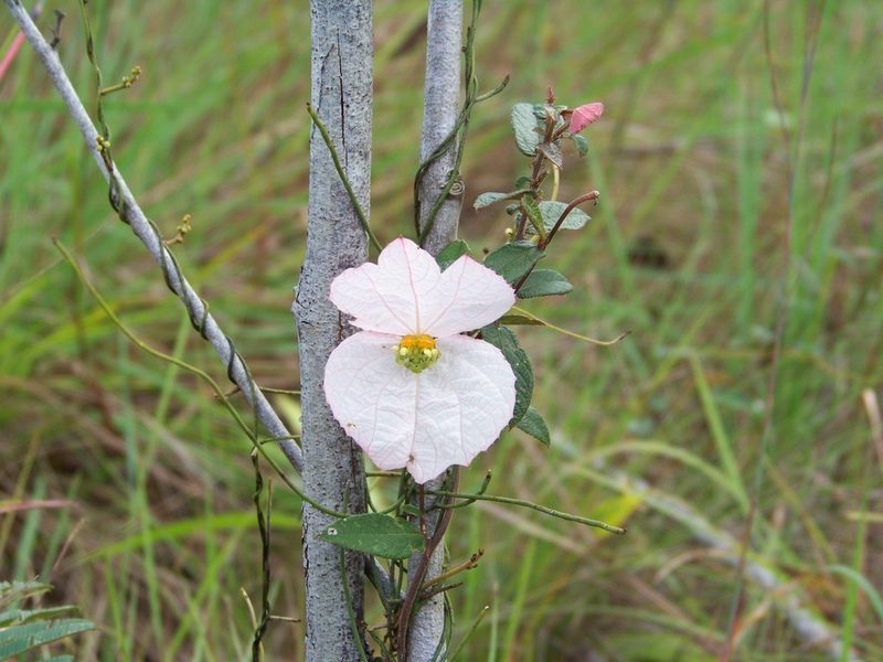 Dalechampia schippii, photographed by botanygirl