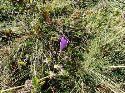 Crocus nudiflorus, photographed by Suzanne Carriere