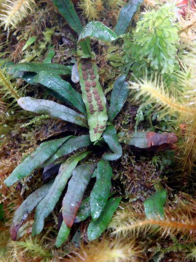 Oreogrammitis cheesemanii, photographed by Peter de Lange