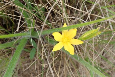 Hypoxis argentea, photographed by Peter Warren