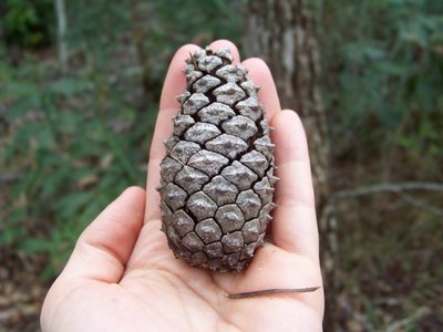 Pinus caribaea, photographed by botanygirl