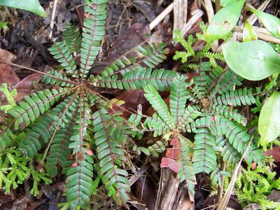 Biophytum dendroides, photographed by botanygirl