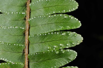 Nephrolepis flexuosa, photographed by Pieter Pelser