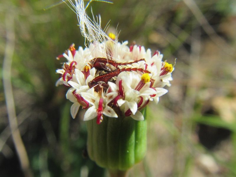 Senecio tuberosus, photographed by douglaseustonbrown