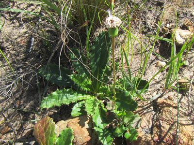 Senecio tuberosus, photographed by douglaseustonbrown