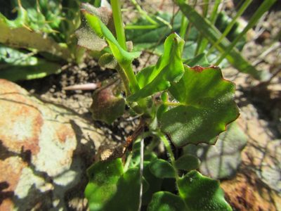 Senecio tuberosus, photographed by douglaseustonbrown
