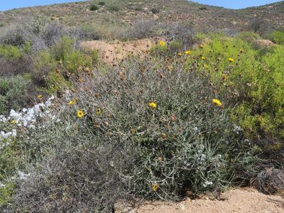 Arctotis auriculata, photographed by Kevin Murray