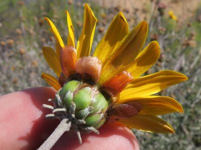 Arctotis auriculata, photographed by Kevin Murray