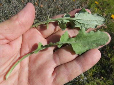 Arctotis auriculata, photographed by Kevin Murray
