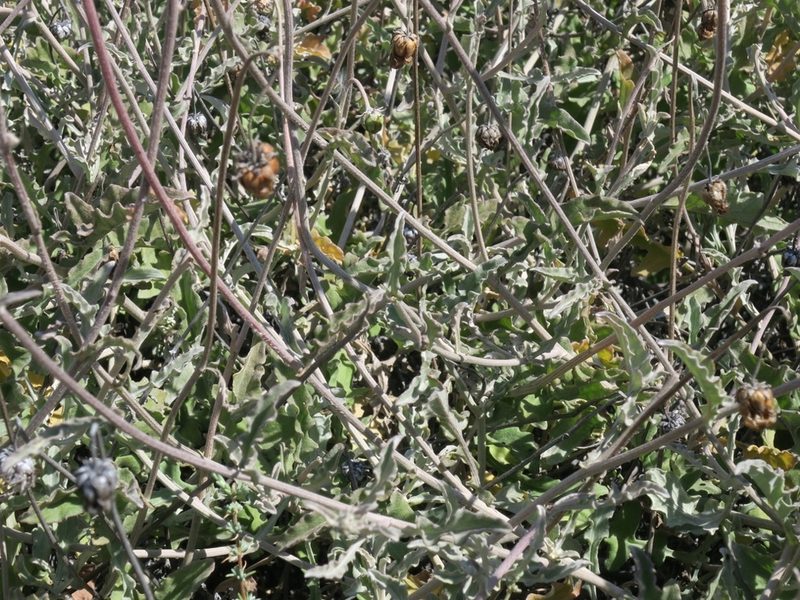 Arctotis auriculata, photographed by Kevin Murray