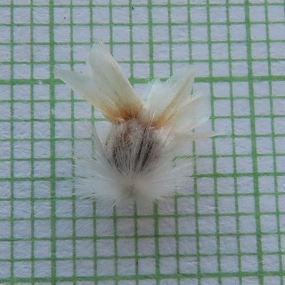 Arctotis auriculata, photographed by Kevin Murray