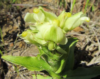 Pterygodium alatum, photographed by douglaseustonbrown