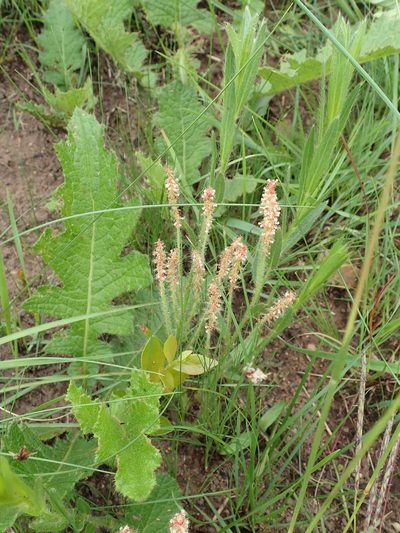 Acalypha glandulifolia, photographed by Peter Warren