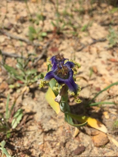 Ferraria uncinata, photographed by Paul Emms