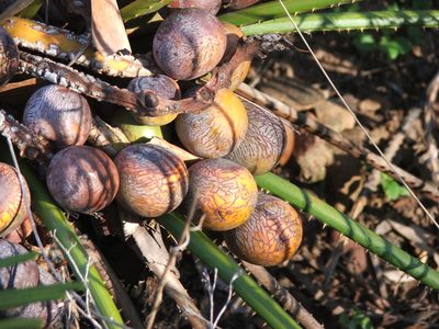 Cycas platyphylla, photographed by coenobita