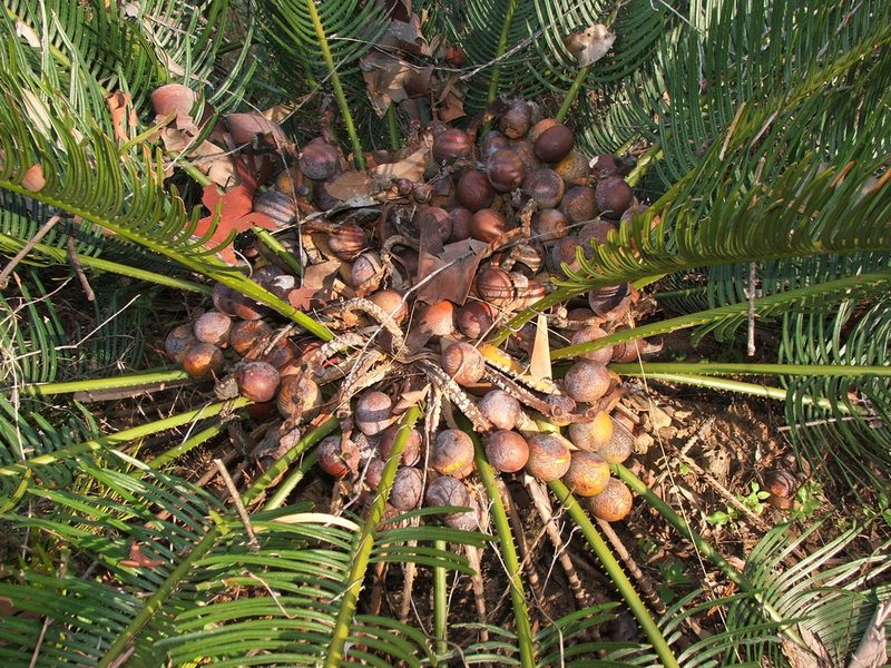 Cycas platyphylla, photographed by coenobita