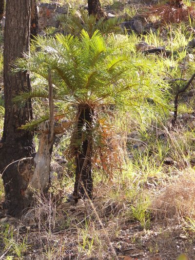 Cycas platyphylla, photographed by coenobita