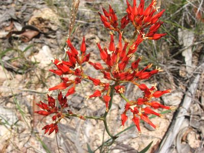Haemodorum coccineum, photographed by coenobita