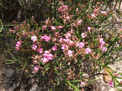 Jacksonia thesioides, photographed by coenobita