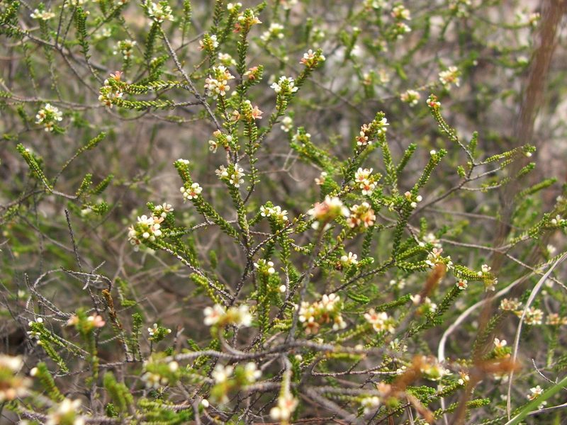 Micromyrtus delicata, photographed by coenobita