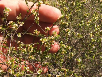 Micromyrtus delicata, photographed by coenobita