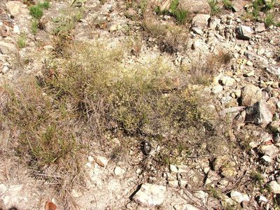 Micromyrtus delicata, photographed by coenobita