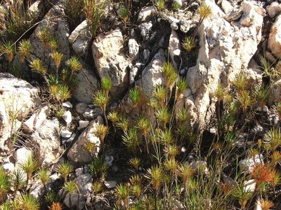 Borya septentrionalis, photographed by coenobita