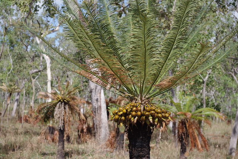 Cycas yorkiana, photographed by coenobita