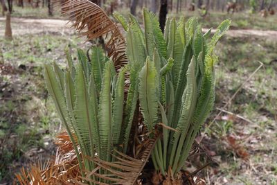 Cycas yorkiana, photographed by coenobita