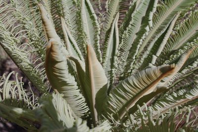Cycas yorkiana, photographed by coenobita