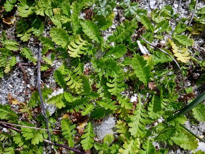 Leptinella potentillina, photographed by Peter de Lange