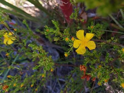 Hypericum brachyphyllum, photographed by Will McFarland