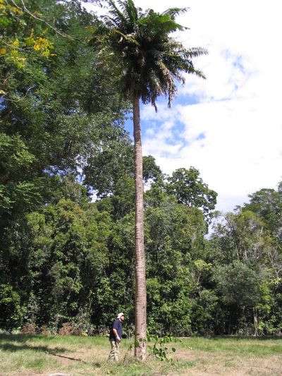 Lepidozamia hopei, photographed by coenobita