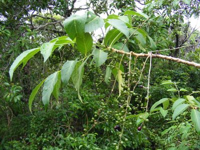 Brucea javanica, photographed by coenobita
