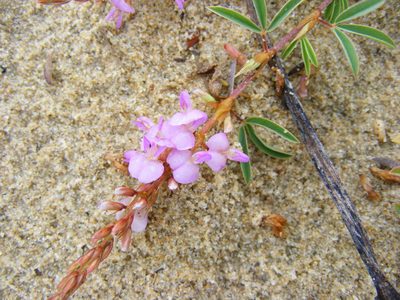 Aphyllodium biarticulatum, photographed by coenobita