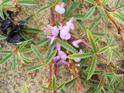 Aphyllodium biarticulatum, photographed by coenobita