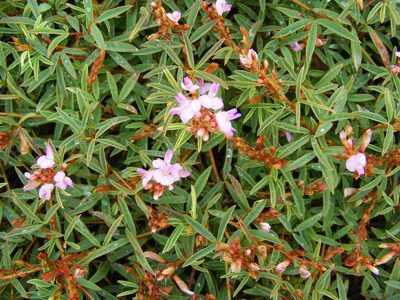 Aphyllodium biarticulatum, photographed by coenobita