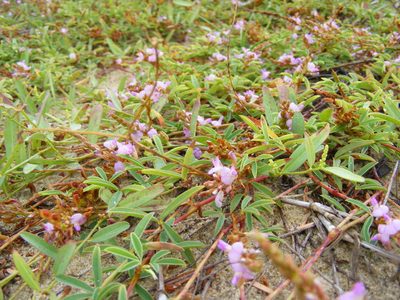 Aphyllodium biarticulatum, photographed by coenobita
