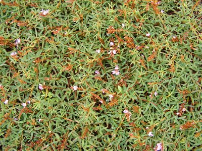 Aphyllodium biarticulatum, photographed by coenobita