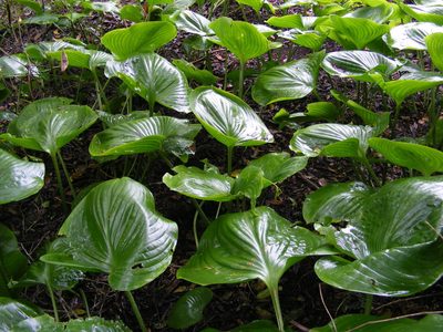 Proiphys amboinensis, photographed by coenobita