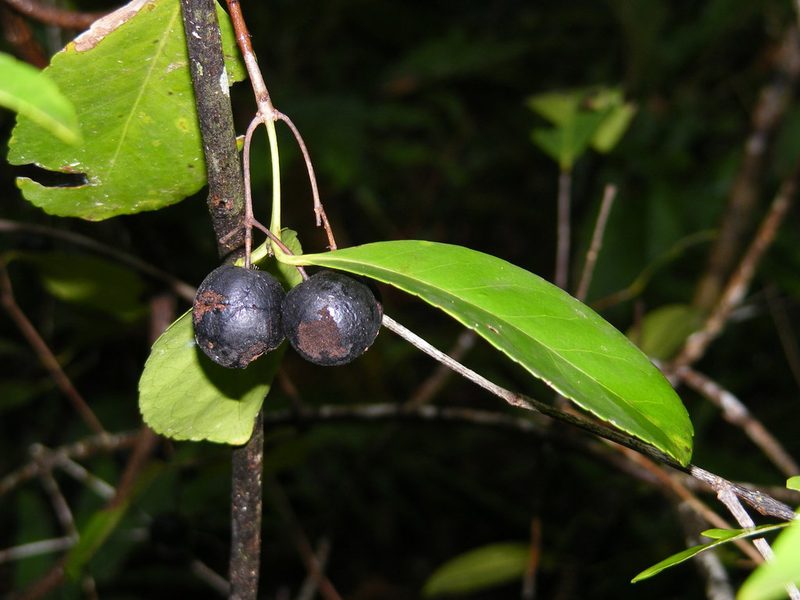 Elaeodendron melanocarpum, photographed by coenobita