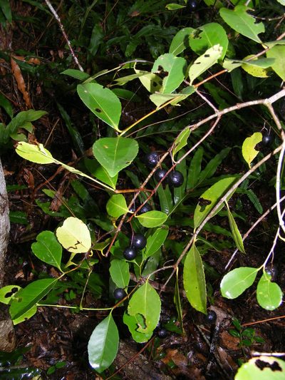 Elaeodendron melanocarpum, photographed by coenobita