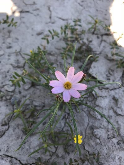 Nicolletia edwardsii, photographed by Claudio Cantú Muñiz