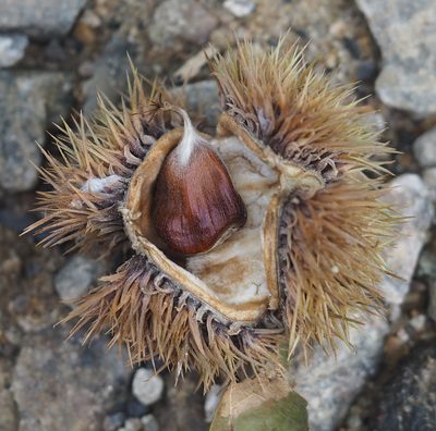 Castanea mollissima, photographed by mefisher