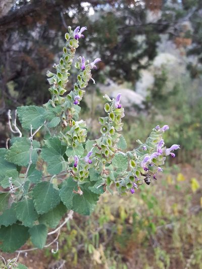 Salvia pinguifolia, photographed by Alex Abair