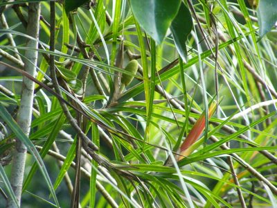 Freycinetia excelsa, photographed by coenobita